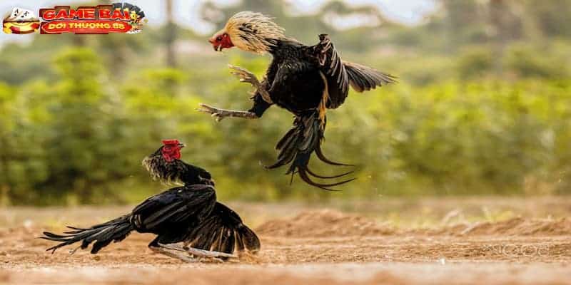 Nguyên tắc vàng trong đá gà trực tiếp C1 bạn cần biết