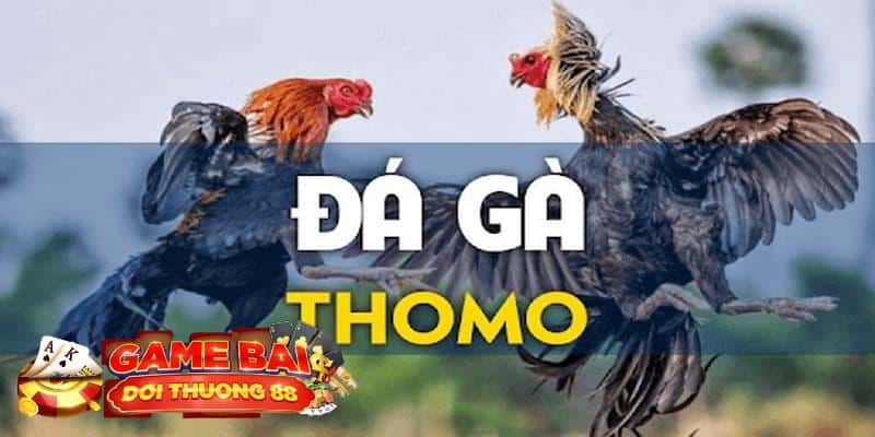 đá gà trường thomo